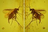 Fossil Fly (Diptera) In Baltic Amber #150693-2